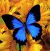 Carla Harrell - Facebook