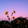user120074 - @carly_heaton_315 - TikTok