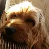 Carly_McLean❤🐶 - @carlymclean.14 - TikTok
