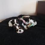 Carly and Piper, Cavalier King Charles - @carlyandpiper - Instagram