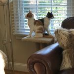Carly Platt - @crystalanimals22 - Instagram