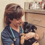 Carly Stephens, DVM, CCRT - @digital_dogtor - Instagram