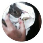 Luna🐰no Bunny Love Like U Do - @lunacarlylemitchell - Instagram