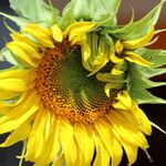 Carman Davis - @carmee60 - Instagram