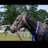 Carmel George - @carmelgeorgeequestrian - TikTok