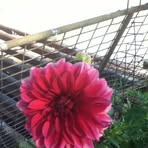 Carmel Gray - Facebook