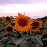 Carmel Gray - @bluepeterbiology - Instagram