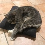 John Carmel Harrison - @carmel_v_harrison - Instagram