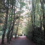 Carmel Harrison - @tintowngirl - Instagram