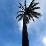 Carmel Jackson - @carjackson - Instagram