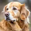 carmellevy66 - @carmellevy66 - TikTok