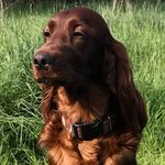 Carmel Murphy - @carmelclannruareds - Instagram