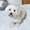 Carmela Limatola907 - @carmelalimatola90 - TikTok