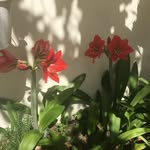 Maria - @carmelaroa - Instagram