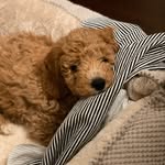 Carmelo Agostó - @carmelo_the_poodle - Instagram