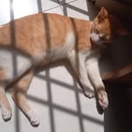 Carmelo alejandro - @ale95pro - Instagram