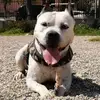 carmeloaloisi76 - @carmeloaloisi76 - TikTok