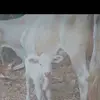 Carmelo Bautista - @carmelo.bautista64 - TikTok