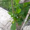 Carmelo Bautista - @sad..post..withbroken1 - TikTok