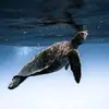 CarmeloRobertOneill - @carmelorobertonei - TikTok