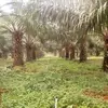 carmelocampo59 - @carmelocampo59 - TikTok