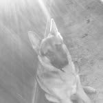 Carmelo Carter Jassi - @carmelothegermanshep - Instagram