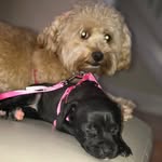 Carmelo & Luna - @melo.luna_109 - Instagram