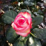 carmelo messina - @carmelo.messina71 - Instagram