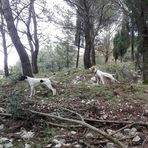 Carmelo Mula - Facebook