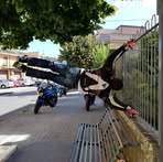 Carmelo Padula - Facebook