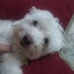 Carmelo Raffa - @carmelo.raffa.188 - Instagram