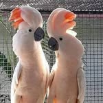 Carmelo Rios - @carmelorios9 - Instagram