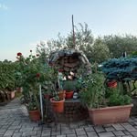 Carmelo Viola - @carmeloviola66 - Instagram