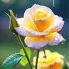 Carmen Acabal - @carmen.acabal7 - TikTok