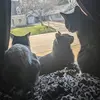 carmenkrokson - @carmen_ali2 - TikTok