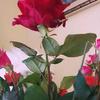 Carmen Baier601 - @carmenbaier28 - TikTok
