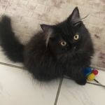Carmen Blue and Winnie Panini - @2sisfuru - Instagram