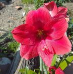Carmen Bollo - Facebook