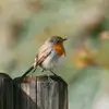 Carmen Borg - @carmen.borg88 - TikTok