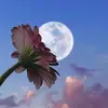 Carmen Botello - @carmen.botello50 - TikTok
