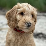 Carmen - @carmen_the_cobberdog - Instagram