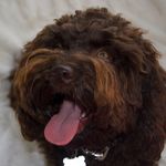 Carmen - @carmencobberdog - Instagram