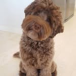 Cobberhills Lovely Carmen - @carmenthecobberdog - Instagram