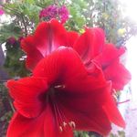 Carmen Colunga - @carmen.colunga429 - Instagram