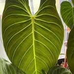 Carmen Cullen - @_theplantwhisperer - Instagram