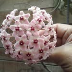 Carmen Pachas Custodio - @custodiocarmenpachas - Instagram