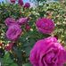 Carmen Delcid - Facebook