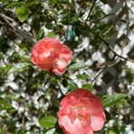 Carmen Flower - Facebook