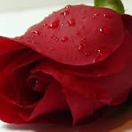 Carmen Flower - Facebook