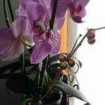 Carmen Genao - @carmengenao044 - Instagram